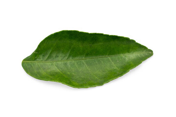 Obraz premium Close-Up of a Curled Green Leaf Isolated on Transparent Background for Plant Enthusiasts and Leaf Collection.