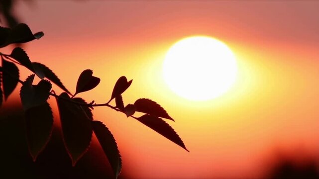 Silhouette of leaves against a vibrant sunset sky with the sun prominently visible.