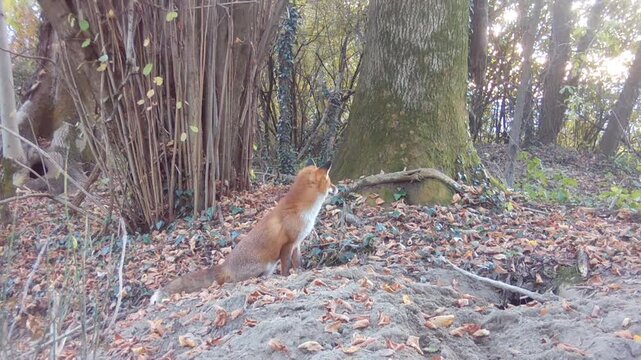 red fox passes by the badger's den in the woods