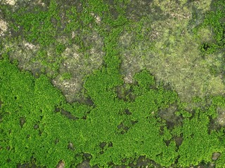 Obraz premium Vibrant green moss growing on old concrete wall surface. Perfect for background, nature concepts, and environmental themes