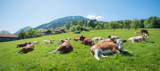 A herd of dairy cows lies relaxed on a green meadow.