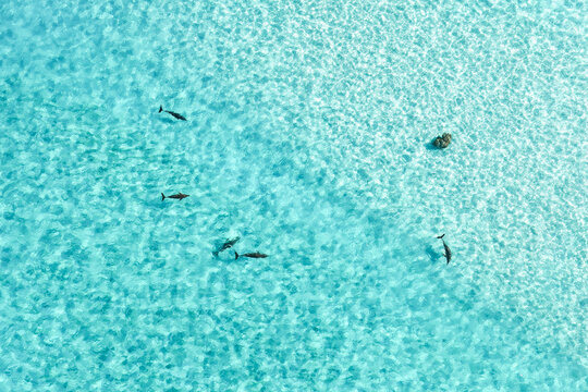 Aerial view of a pod of dolphins glides beneath the surface of the turquoise water, creating mesmerizing patterns of light and shadow, Vashafaru, Haa Alif, Maldives.