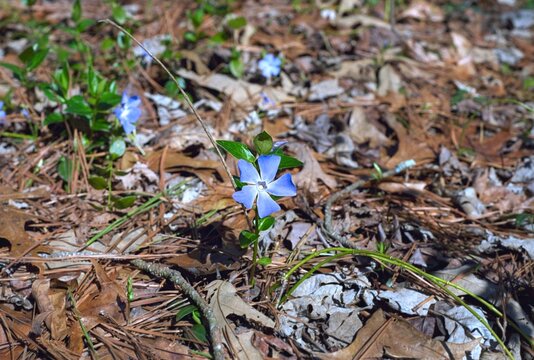 Vinca minor - Dwarf Periwinkle in the Garden
