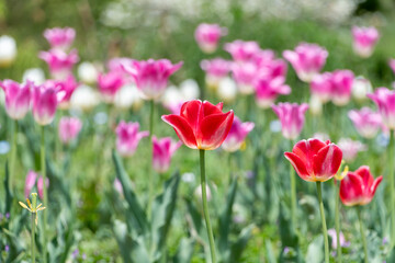 Obraz premium 春の公園の花壇で鮮やかに咲く赤いチューリップ