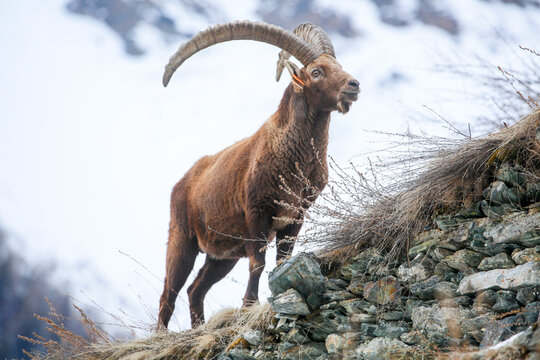Stambecco maschio nel parco nazionale del Gran Paradiso. Valsavaranche, Val d'Aosta (Italia)