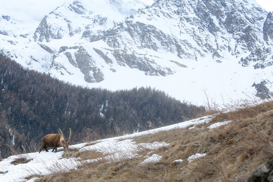 Stambecco maschio nel parco nazionale del Gran Paradiso. Valsavaranche, Val d'Aosta (Italia)