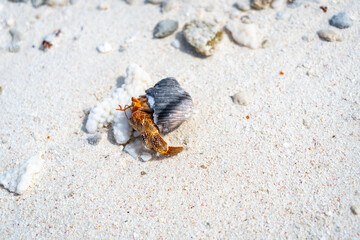 Hermit crab on a white sand beach in Maupiti, French Polynesia