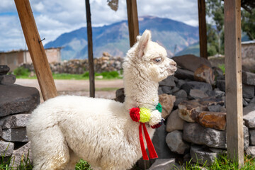 Naklejka premium White baby alpaca in Peru wearing colorful pom-poms