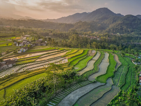 View of rice terraces and distant volcanoes in Java, Indonesia at sunset