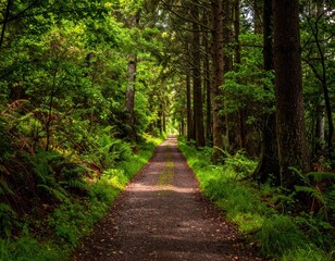 Fototapeta premium Serene Forest Pathway Surrounded by Lush Greenery and Trees