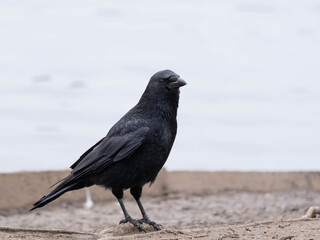 Fototapeta premium High Resolution PortraIt of a Raven with clear Background for Text