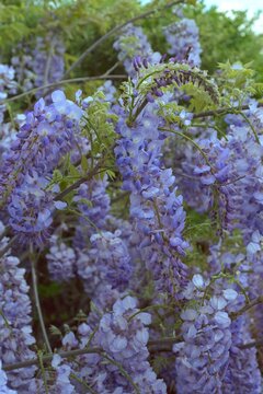 Wisteria floribunda - Japanese Wisteria Close-up
