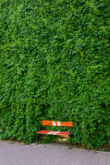 Striking red bench with white accents is positioned against a dense, verdant wall covered in climbing ivy. The bench's bold color contrasts beautifully with the rich greenery, creating a visually capt