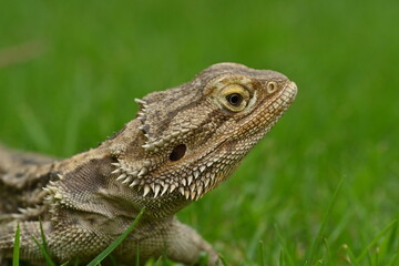 Obraz premium lizard on the grass