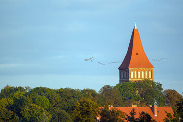 Obraz premium Krajobraz wysoka murowana katedra na tle nieba z przelatującym stadem ptaków w kluczu. Polska.