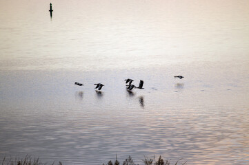Stado dzikich kaczek lecących nisko nad wodą, tafla jeziora. © Monika