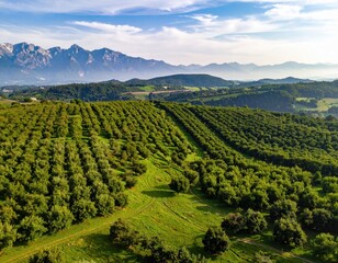 Naklejka premium Lush Orchard Landscape with Mountains Under Clear Blue Sky