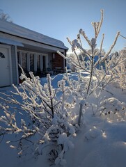 snow covered branches, cold weather background 