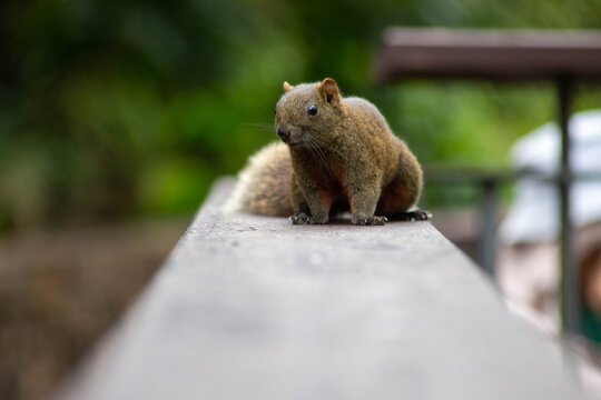 A red-bellied tree squirrel (Callosciurus erythraeus) perched on a wooden fence in an urban park in Taipei.