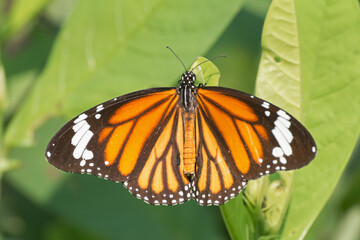 A beautiful Common Tiger / Striped Tiger butterfly (Danaus genutia) is seated on the green leaf, close-up side view of colourful wings in a blurred green background, Indian Botanic Garden, West Bengal