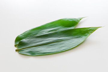 笹の葉　白背景　和食背景