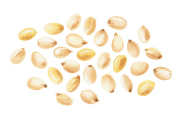 Obraz premium Watercolor Sesame Seeds Isolated on Transparent Background Natural Food Ingredient Illustration