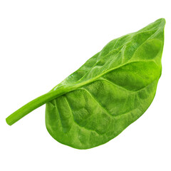 Flying Spinach isolated. Fresh Spinach leaf&nbsp;on white background. Baby Espinach leaves levitating