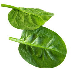 Flying Spinach isolated. Fresh Spinach leaf&nbsp;on white background. Baby Espinach leaves levitating