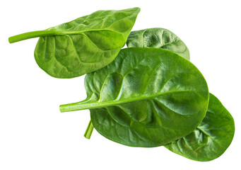 Flying Spinach isolated. Fresh Spinach leaf&nbsp;on white background. Baby Espinach leaves levitating