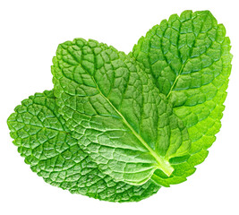 Flying Mint leaves isolated. Fresh Mentha, melissa leaf&nbsp;on white background. Mint  top vieew