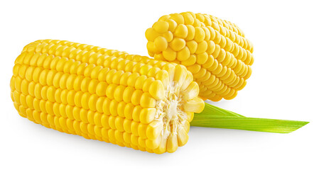 Fresh corn cob isolated on white background. Ears of Sweet corn with green leaf close up