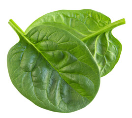 Flying Spinach isolated. Fresh Spinach leaf&nbsp;on white background. Baby Espinach leaves levitating