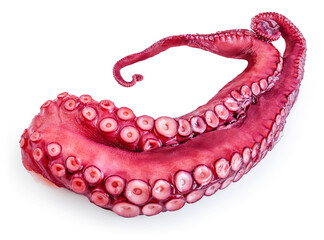 Octopus tentacle isolated over white background. Octopus's arm with Octopus suckers closeup.  Package design element