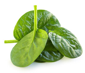 Flying Spinach isolated. Fresh Spinach leaf&nbsp;on white background. Baby Espinach leaves. Package design element