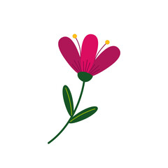 pink flower isolated on white background