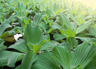Obraz premium High-angle view of lush green water lettuce (Pistia stratiotes) floating on a pond. Vibrant aquatic plant background.