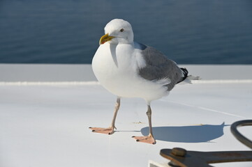 Obraz premium Möwe5