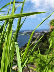 Fototapeta premium Tropical coastline view through vibrant green grass blades under a blue sky