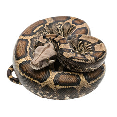 Fototapeta premium A coiled snake showcasing intricate patterns and textures, capturing its reptilian elegance