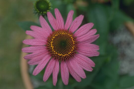 Echinacea purpurea &lsquo;Magnus&rsquo; - Purple Coneflower
