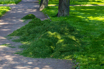 Large mound of vibrant, freshly cut grass sits on the edge of a shaded pathway in a sunlit park. The lush green heap contrasts with the neatly trimmed lawn and the dappled shadows of tree branches. Th