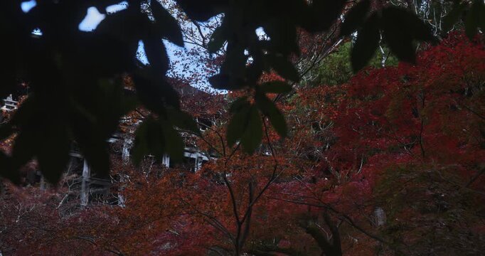 Panning shot under beautiful autumn leaves with partial view of ancient Japanese structure