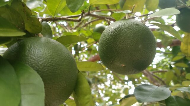 Fresh Green Pomelo Fruits Growing on Citrus Tree in Tropical Garden, 4K