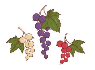 Currant Berry Set. Branches of Black, Red and White Currants. Isolated Botanical Plants. Vector Illustration