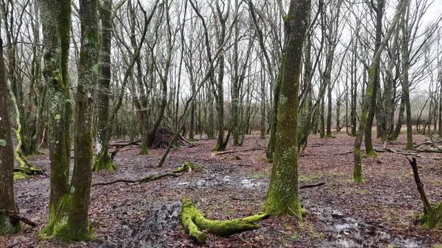 Aerial Drone Fly-Through of Woodland at Ditchling Common, West Sussex