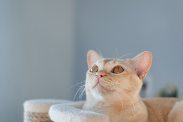 Burmese cat looking up