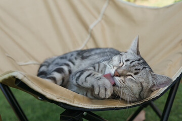 A lazy, gray, and white stray cat was found grooming itself by licking itself clean on a camping chair on the lawn of a park. Animal photography and animal behavior © gothong_1984