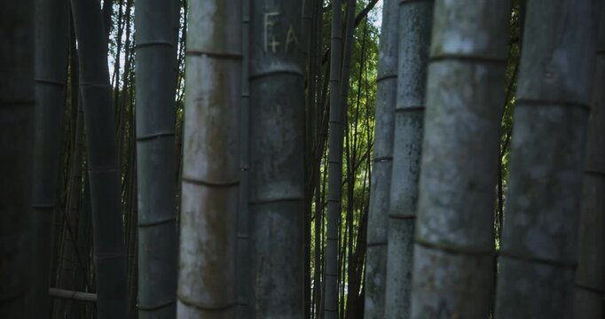 Shadowy grove of bamboo - steady cam tracking shot