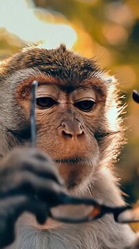  Even Monkeys Get the Blues. Wiping Away the Tears. Almost Human.