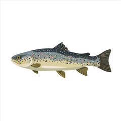 Fototapeta premium Flat 2D minimalist illustration of a Trout, modern vector design with white background.
